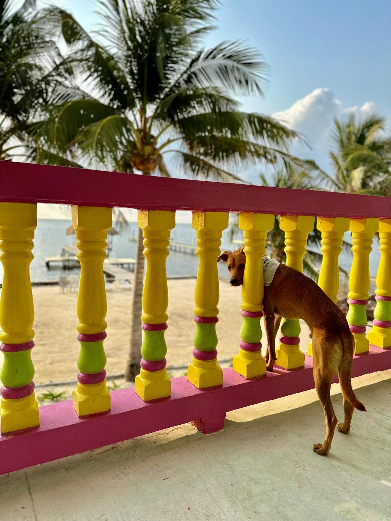 Barefoot Beach Belize Caye Caulker Dış mekan fotoğraf